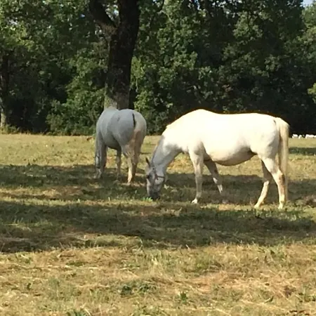Luxury In Perfect Location, 1003 * Sežana