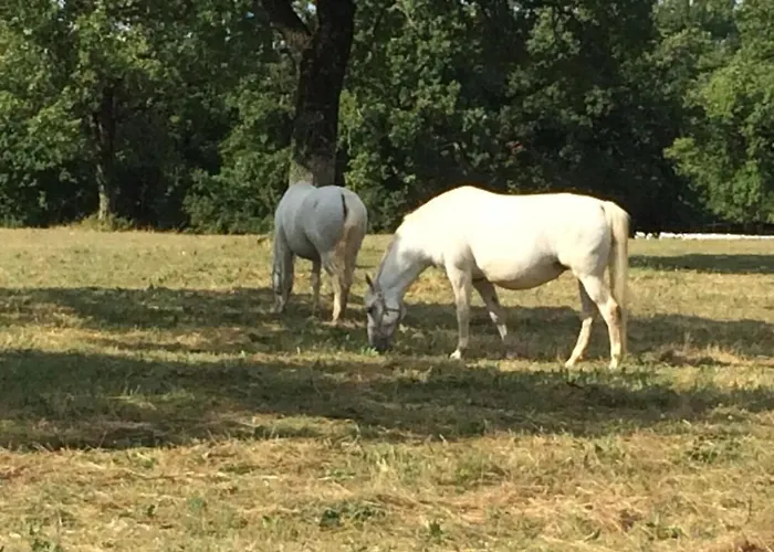 Luxury In Perfect Location, 1003 * Sežana
